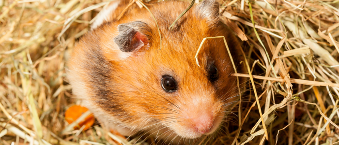 HACCP Training for Pet Bedding Manufacturers pet bedding